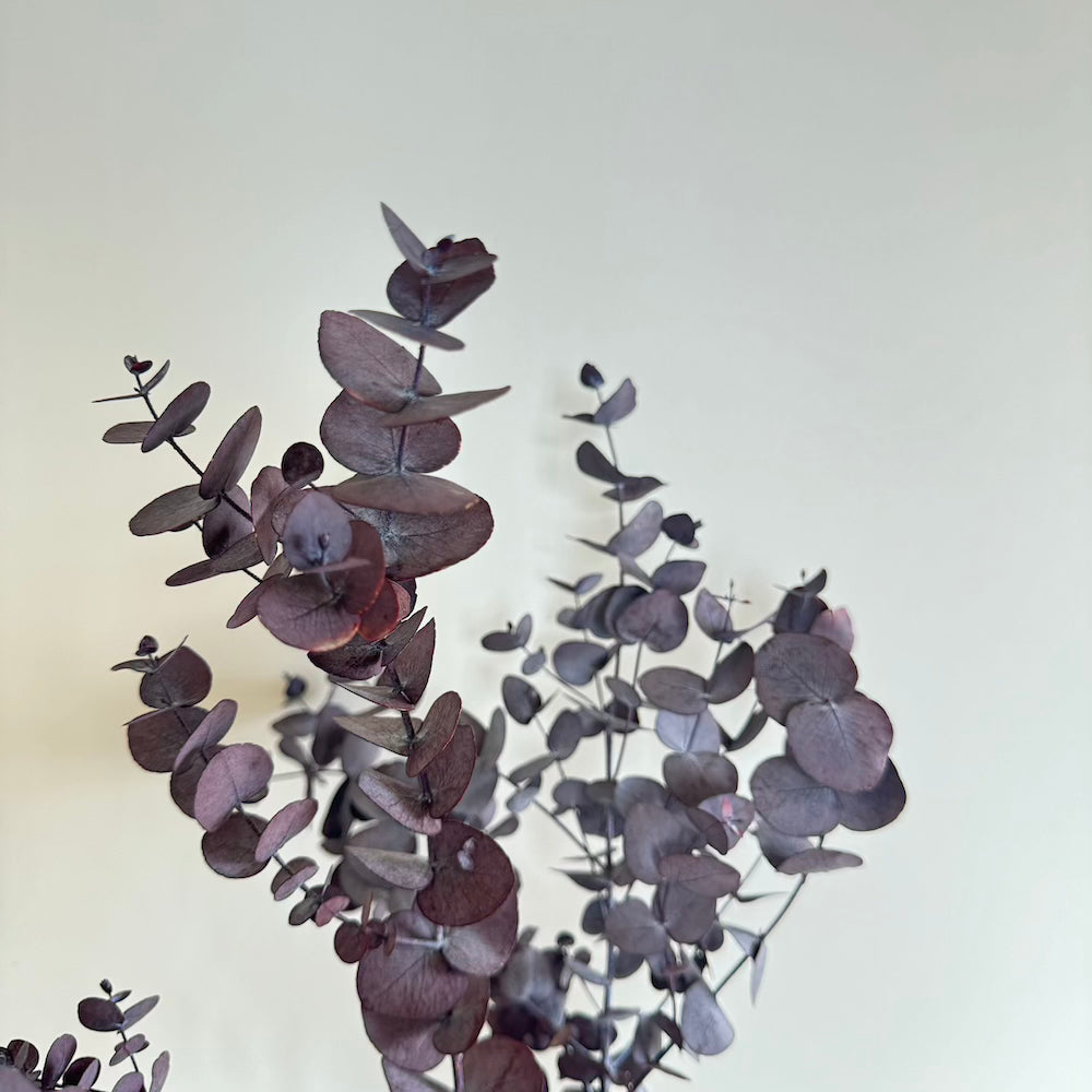 Botte Eucalyptus Cinerea Bordeaux