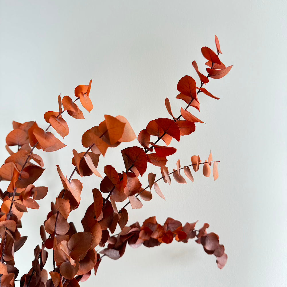 Botte Eucalyptus Stuartiana Orange