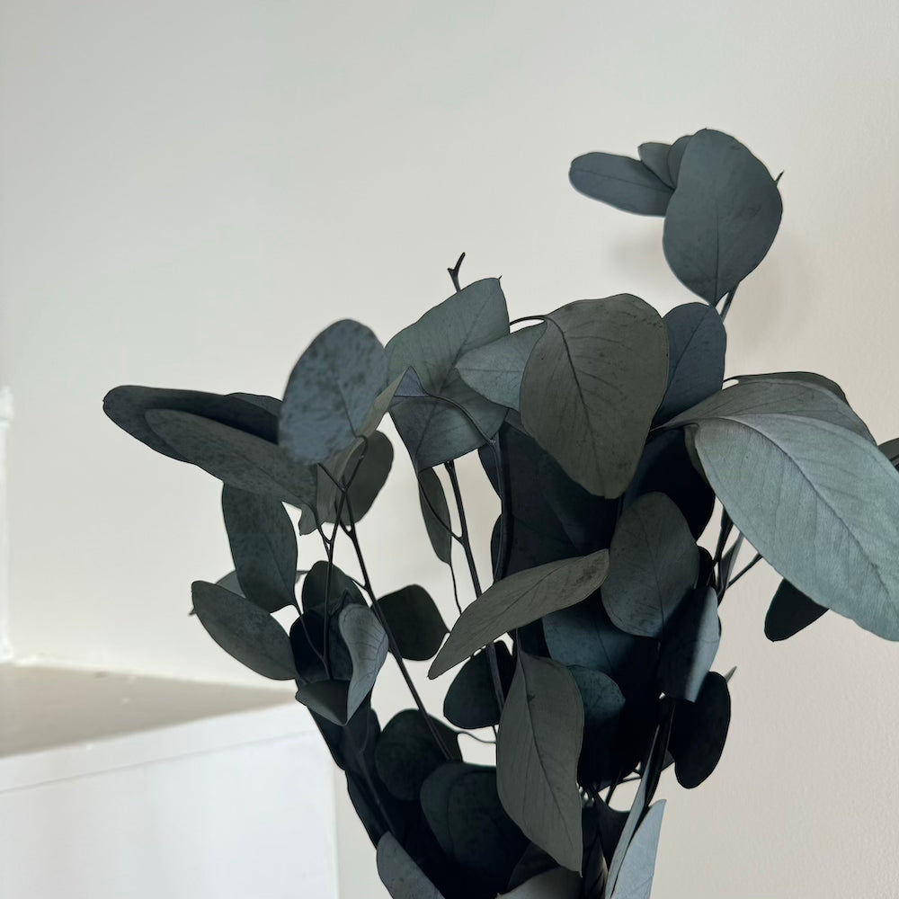 Botte Eucalyptus Populus Vert