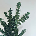 Boot Eucalyptus Stuartiana Green