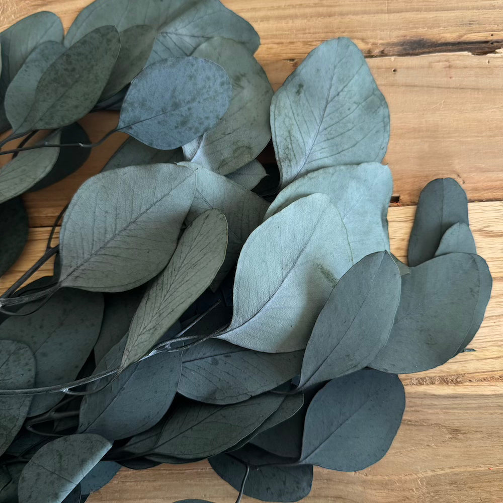 Botte Eucalyptus Populus Vert