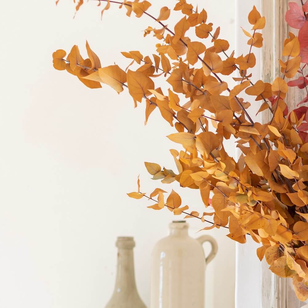 Botte eucalyptus stuartiana jaune stabilisé