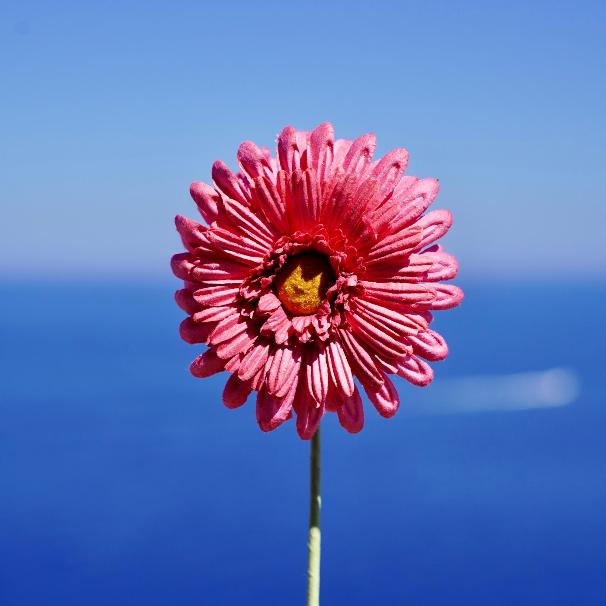 fleurs-en-papier-flowrette-gerbera