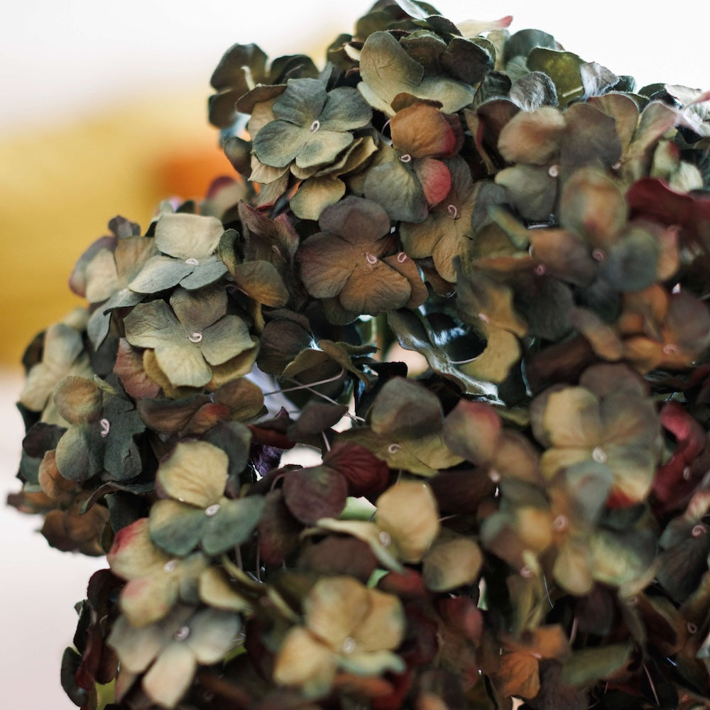 hortensia-en-papier