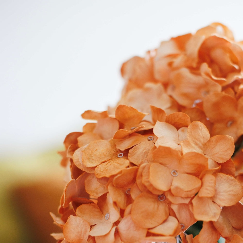 hortensia-en-papier