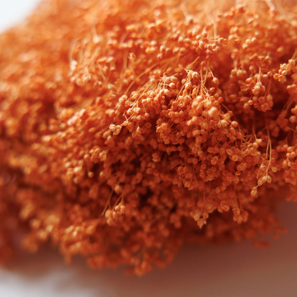 Botte Broom bloom Pêche