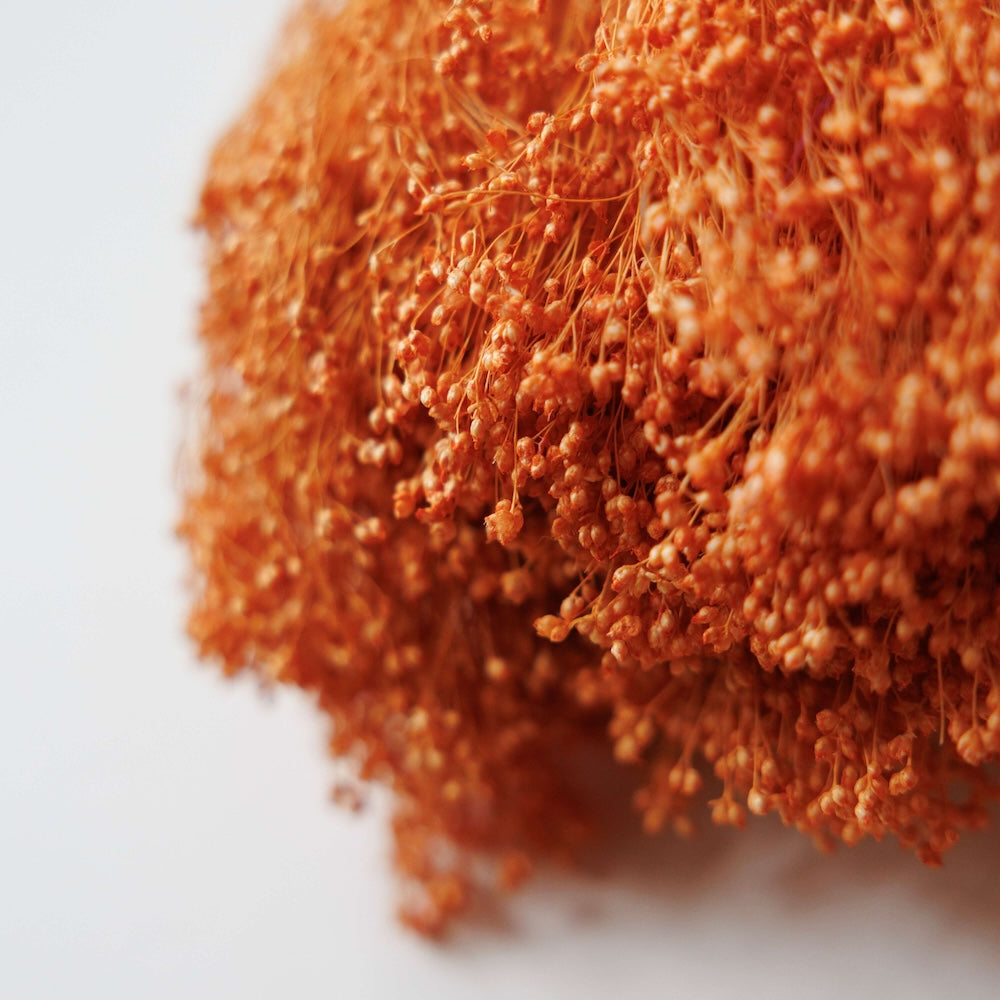 Botte Broom bloom Pêche