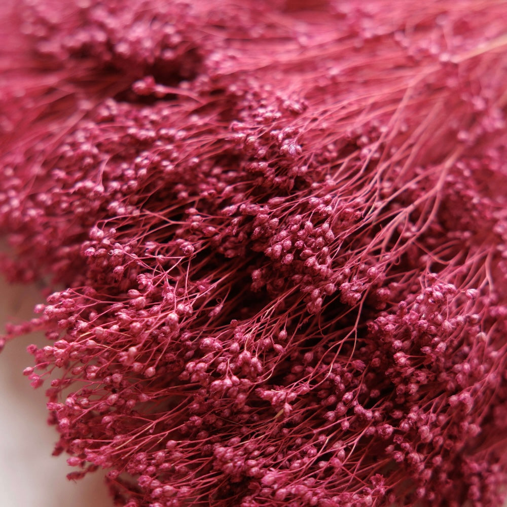 Botte Broom bloom Violet
