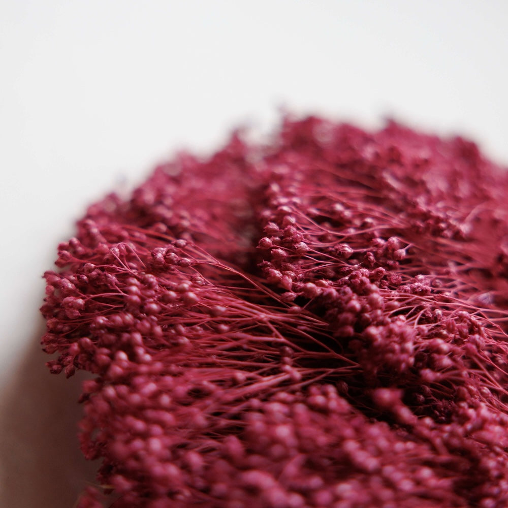Botte Broom bloom Violet