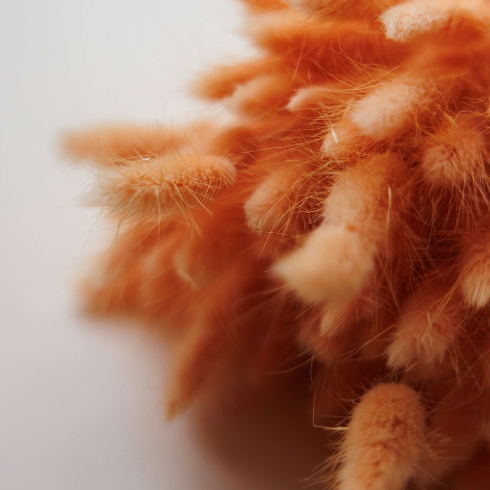 Botte Lagurus Pêche