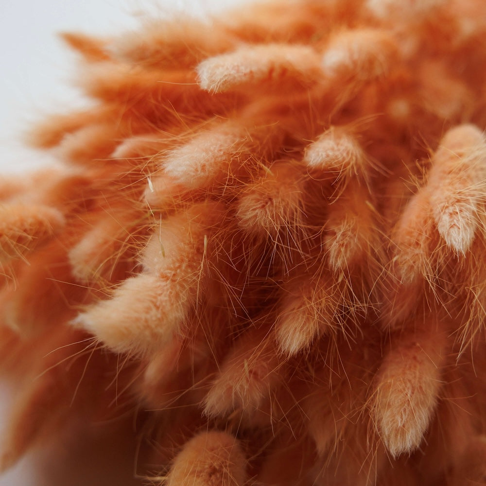 Botte Lagurus Pêche