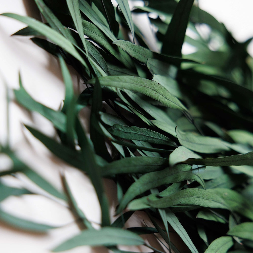 eucalyptus-nicoly-stabilise