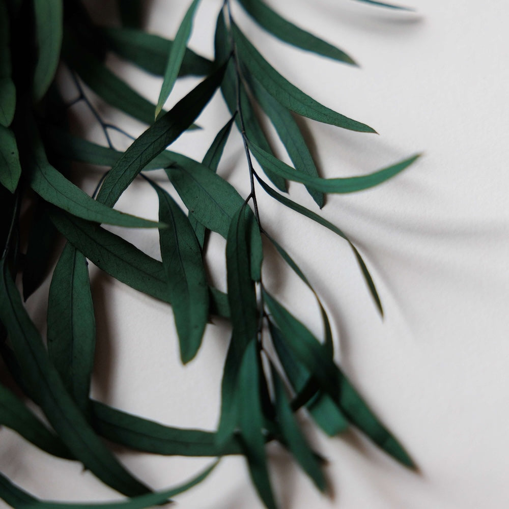 eucalyptus-nicoly-stabilise