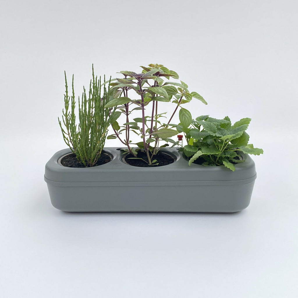 Pbox Potager Urbain Gris avec Mélange Laitues, Blettes Multicolores, Mini Carottes