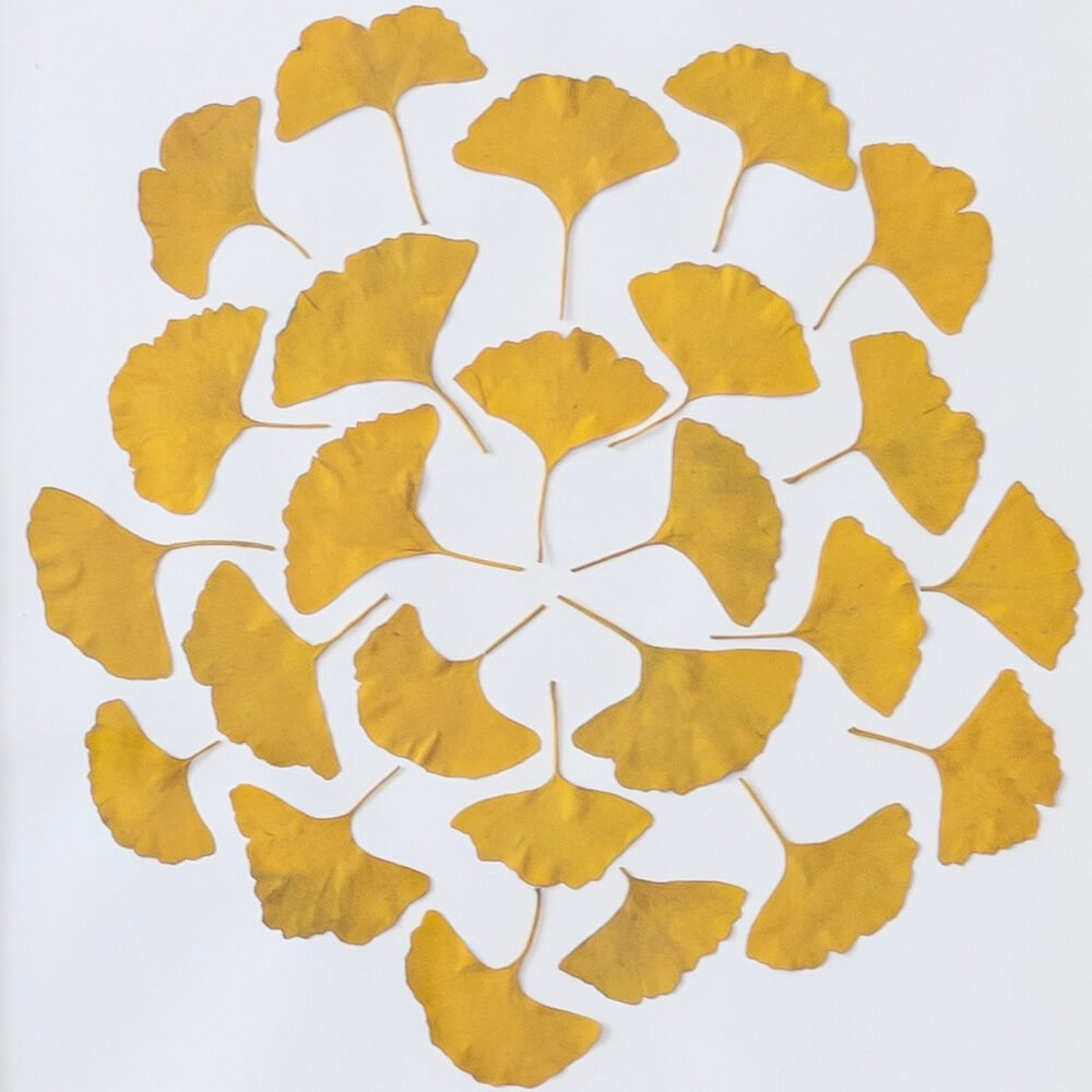 gingko