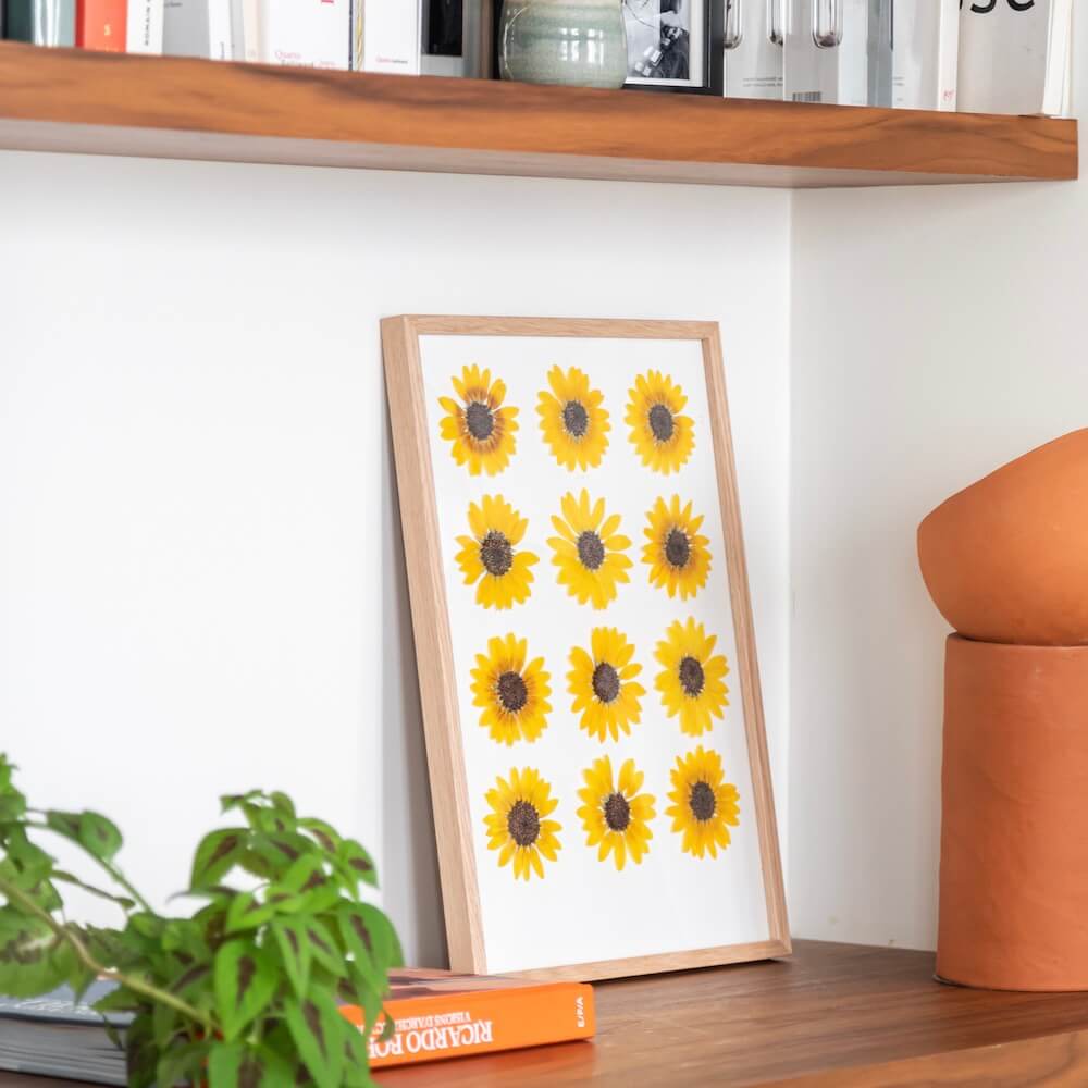 herbier-fleurs-de-tournesol