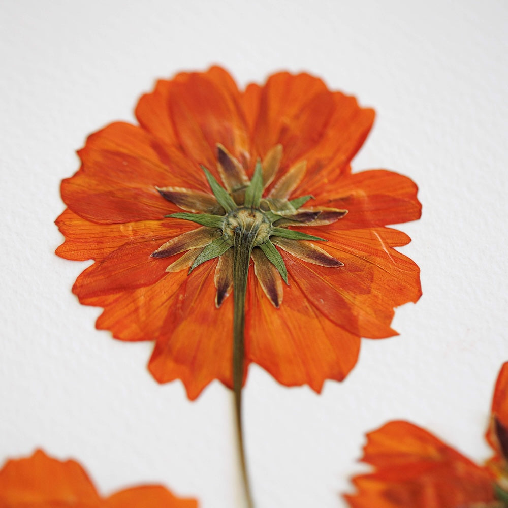 herbier-flowrette