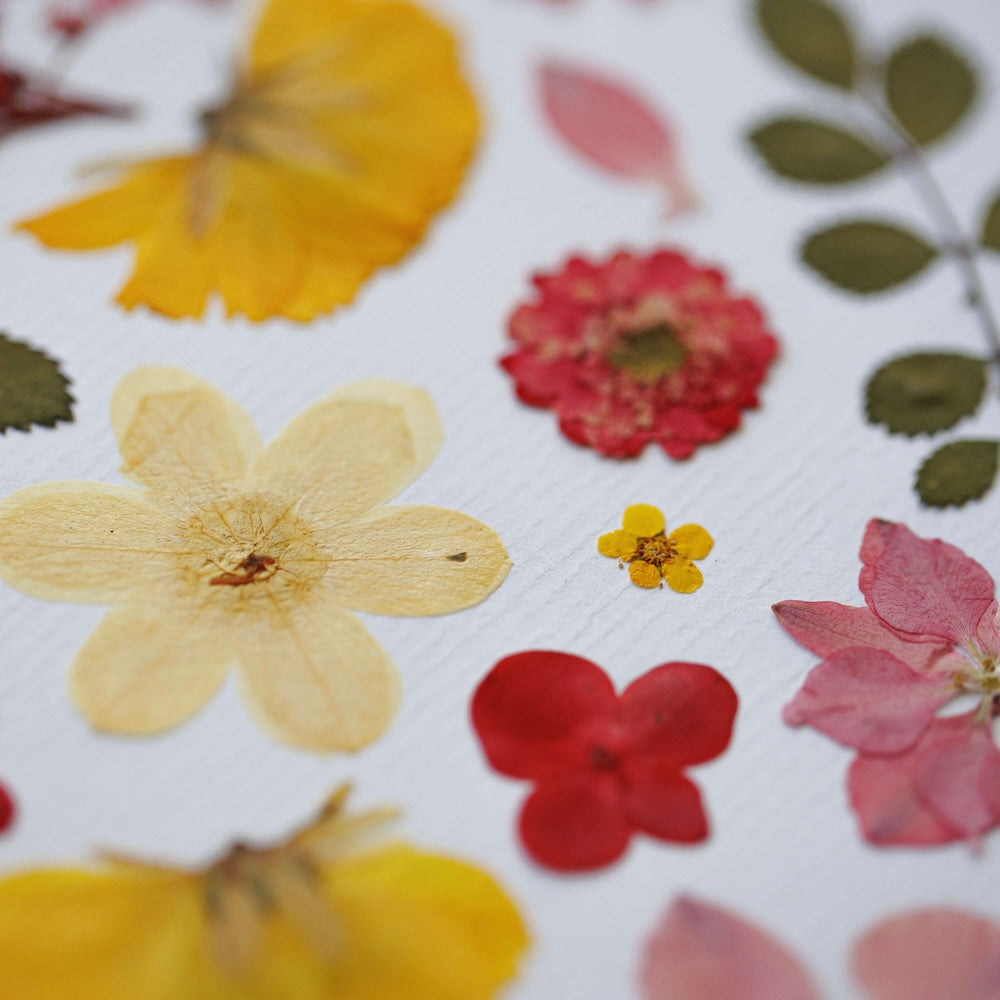 herbier-fait-main-fleurs-jaunes-roses