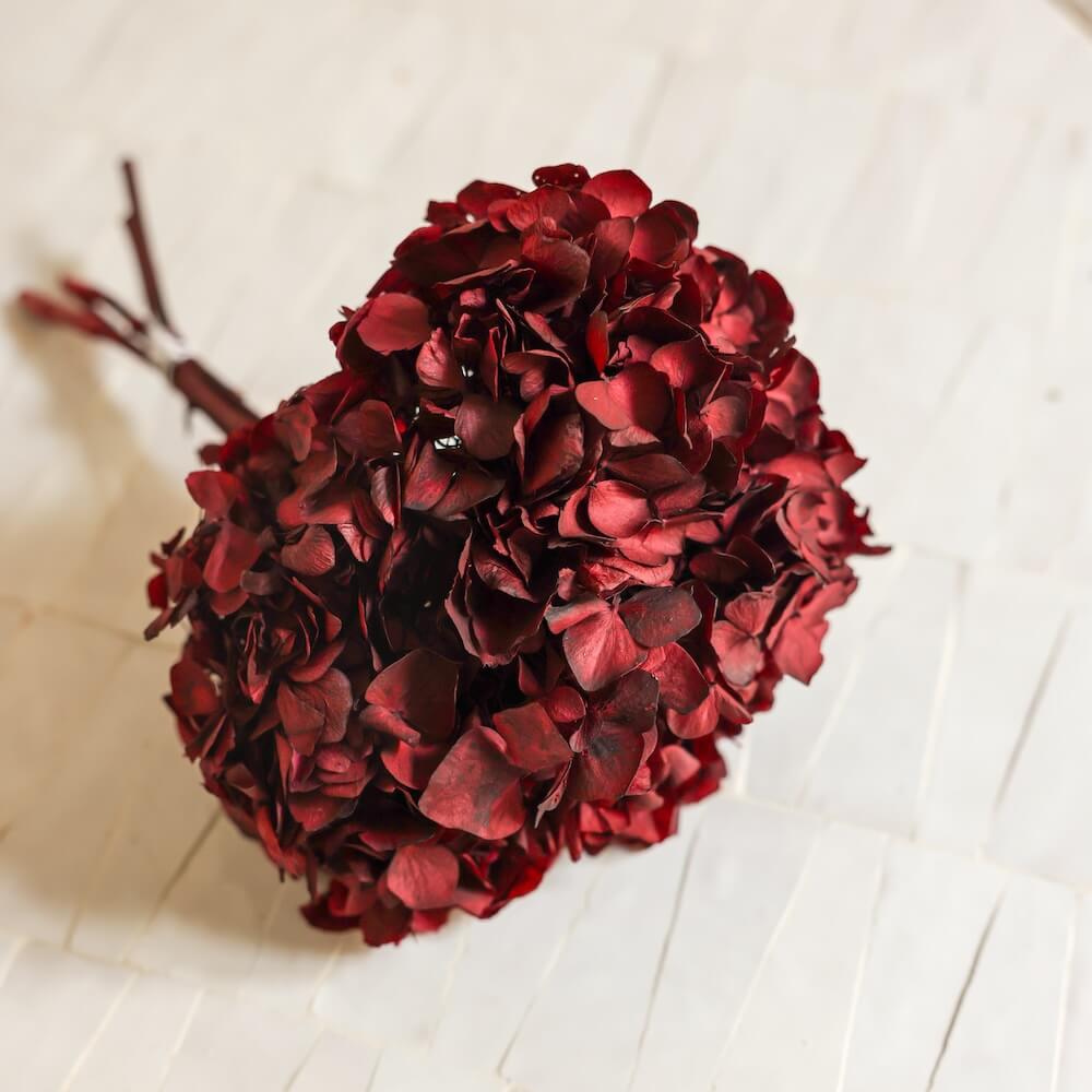 Hortensia Bordeaux