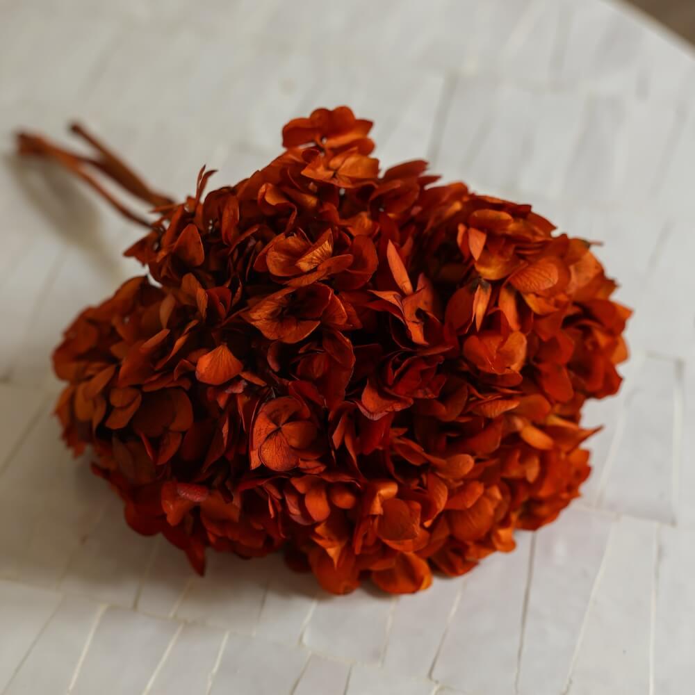 Hortensia Orange