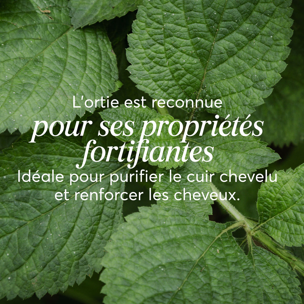 Shampoing solide Cheveux Normaux à Gras