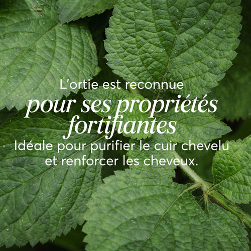 Shampoing solide Cheveux Normaux à Gras