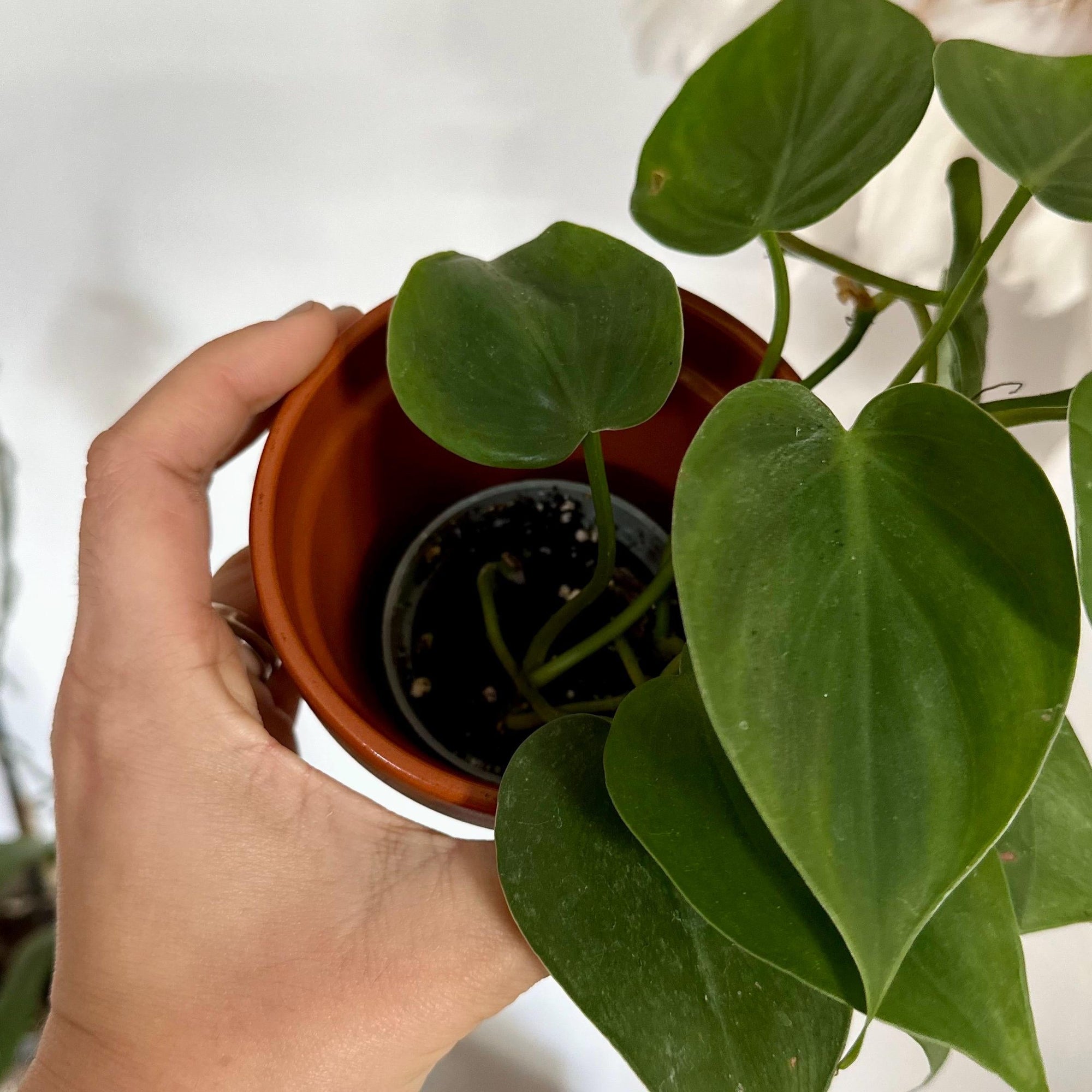 pot de fleur personnalisé, pot de fleur terre cuite, cache pot terracotta, pot personnalisable, pot personnalisé, cadeau plant lover, cadeau plant addict, all i need is plants, cadeau noel, cadeau anniversaire, cadeau original made in france naturel