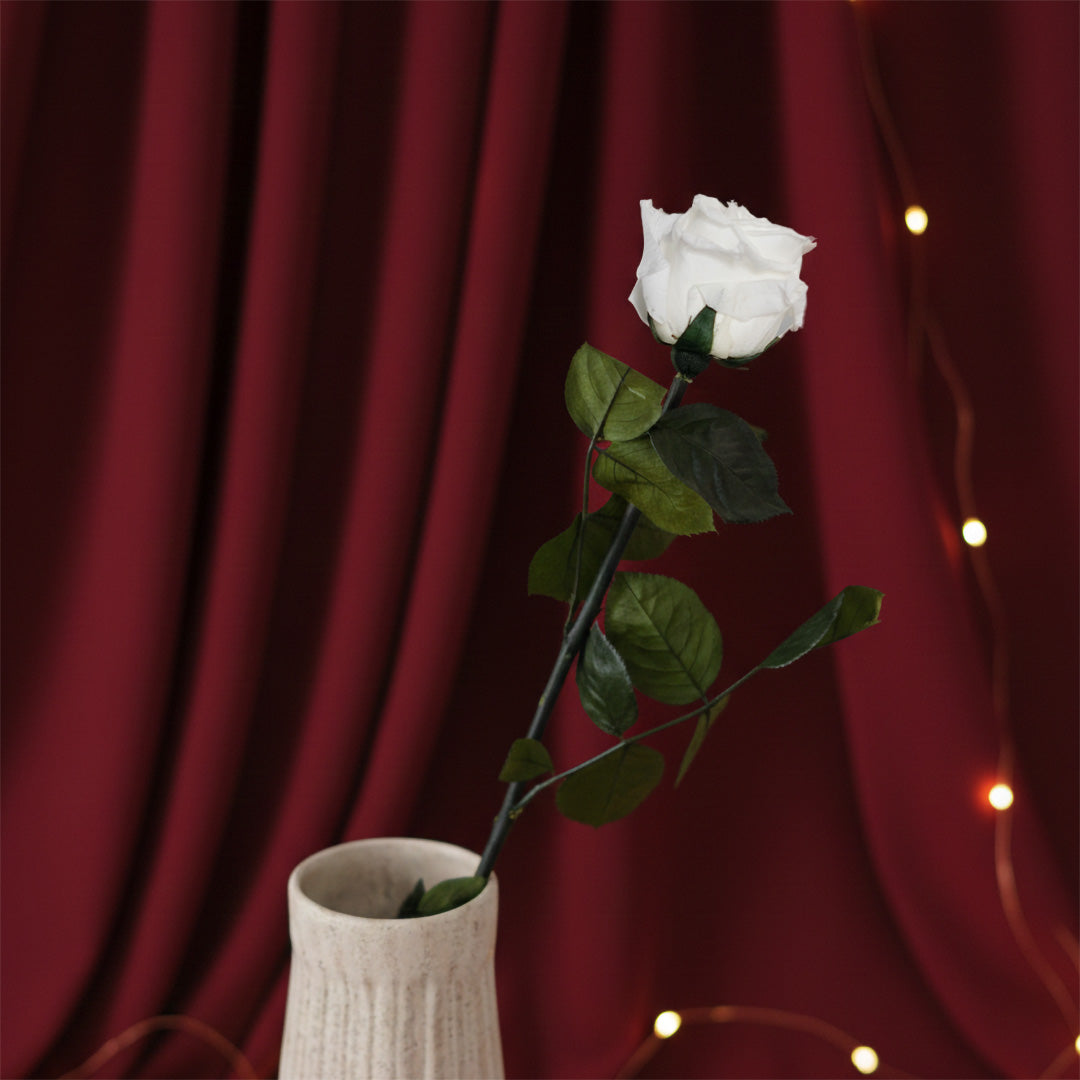 Preserved white rose
