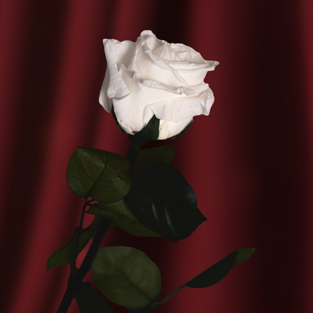 Preserved white rose