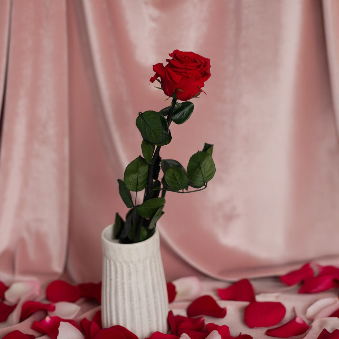 Preserved red rose