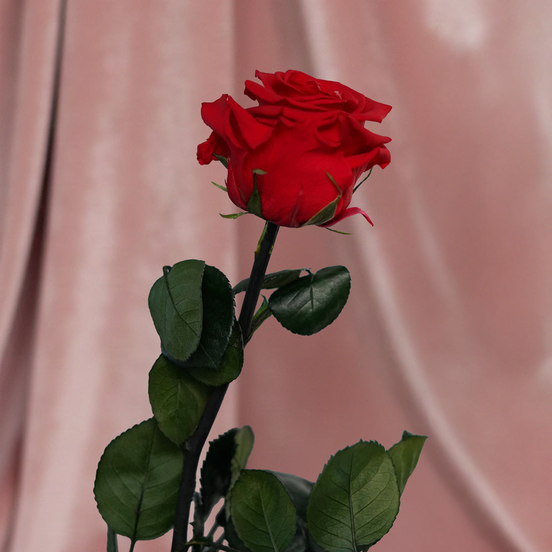 Preserved red rose