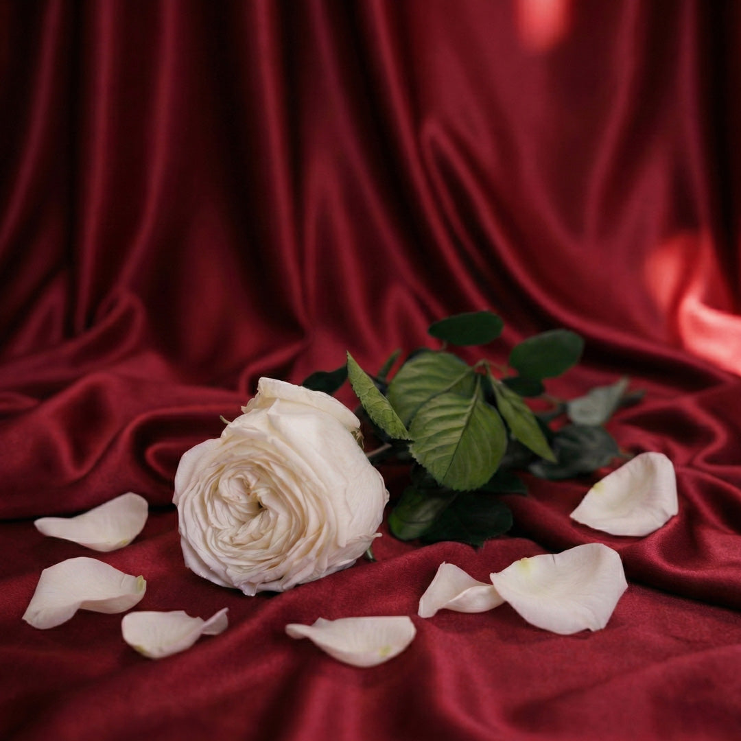 Preserved white English rose
