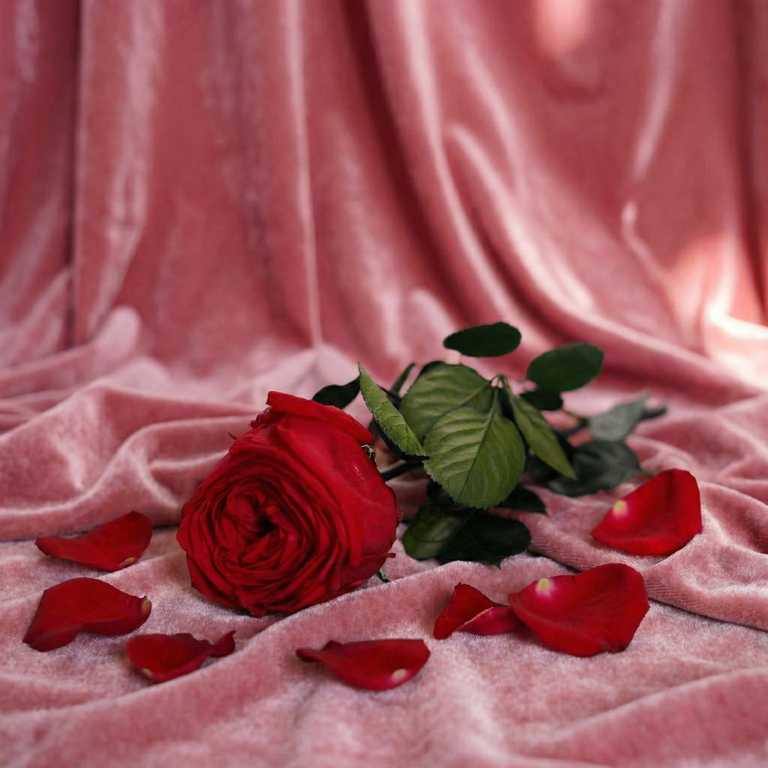 Stabilized red English rose