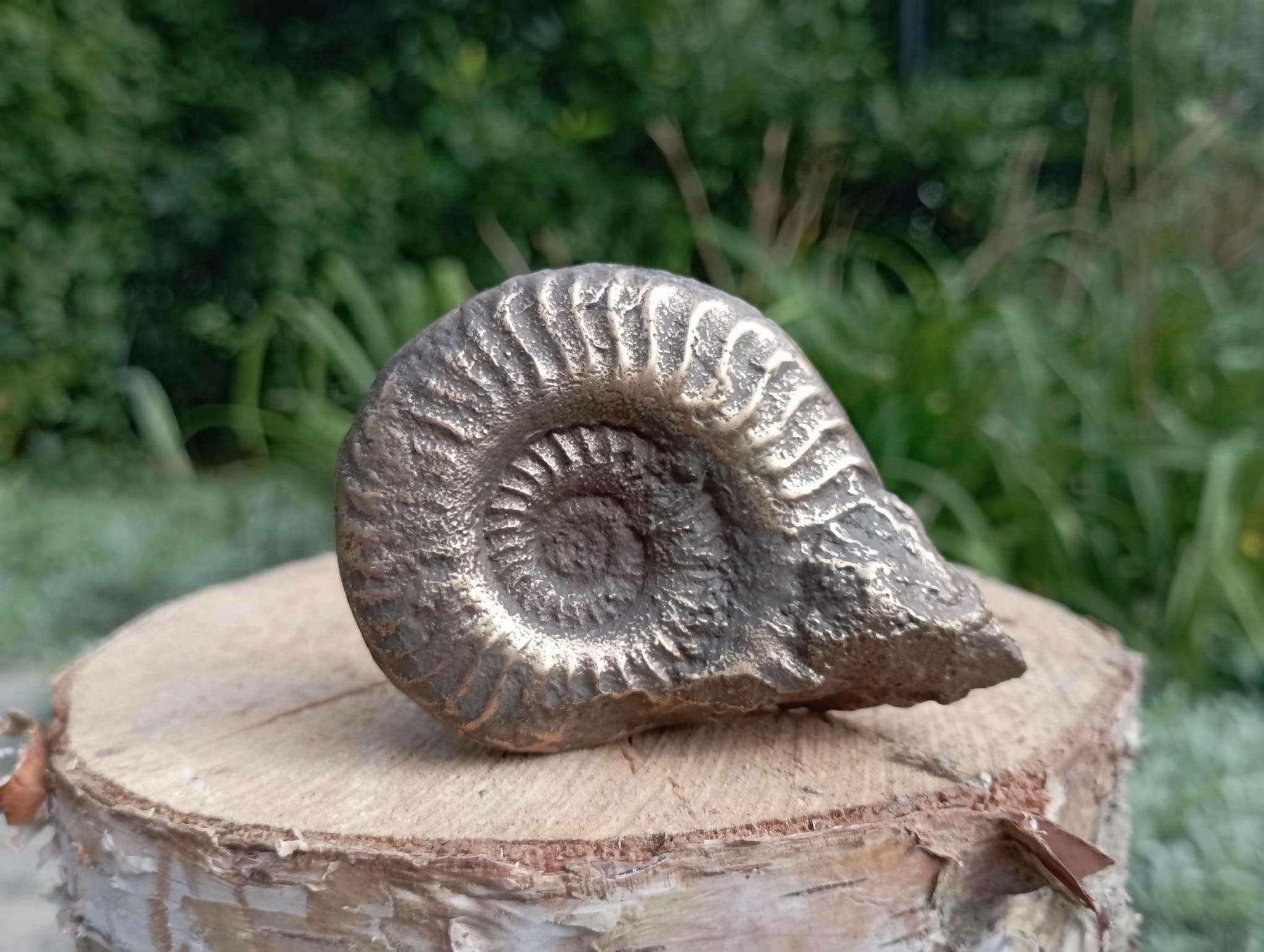 ammonite bronze