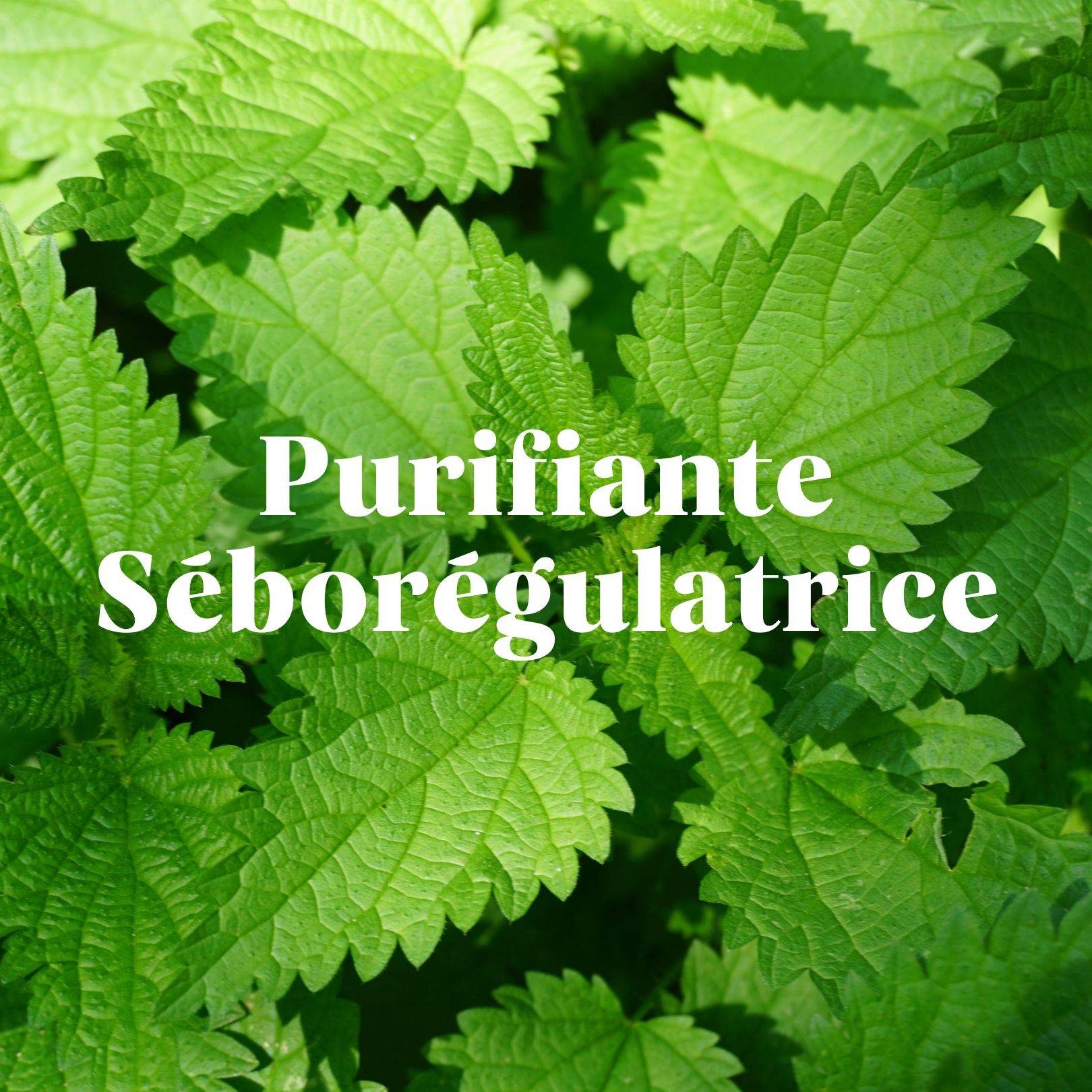 Ortie shampoing cheveux gras