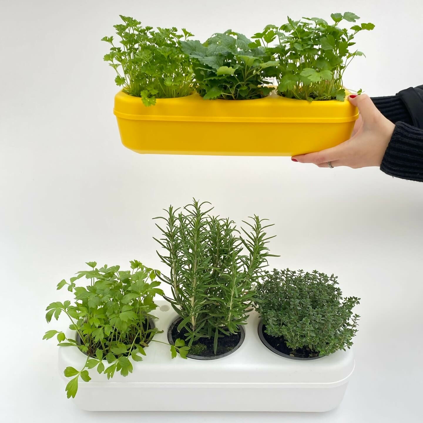 Pbox Potager Urbain Jaune avec Persil, Coriandre, Basilic