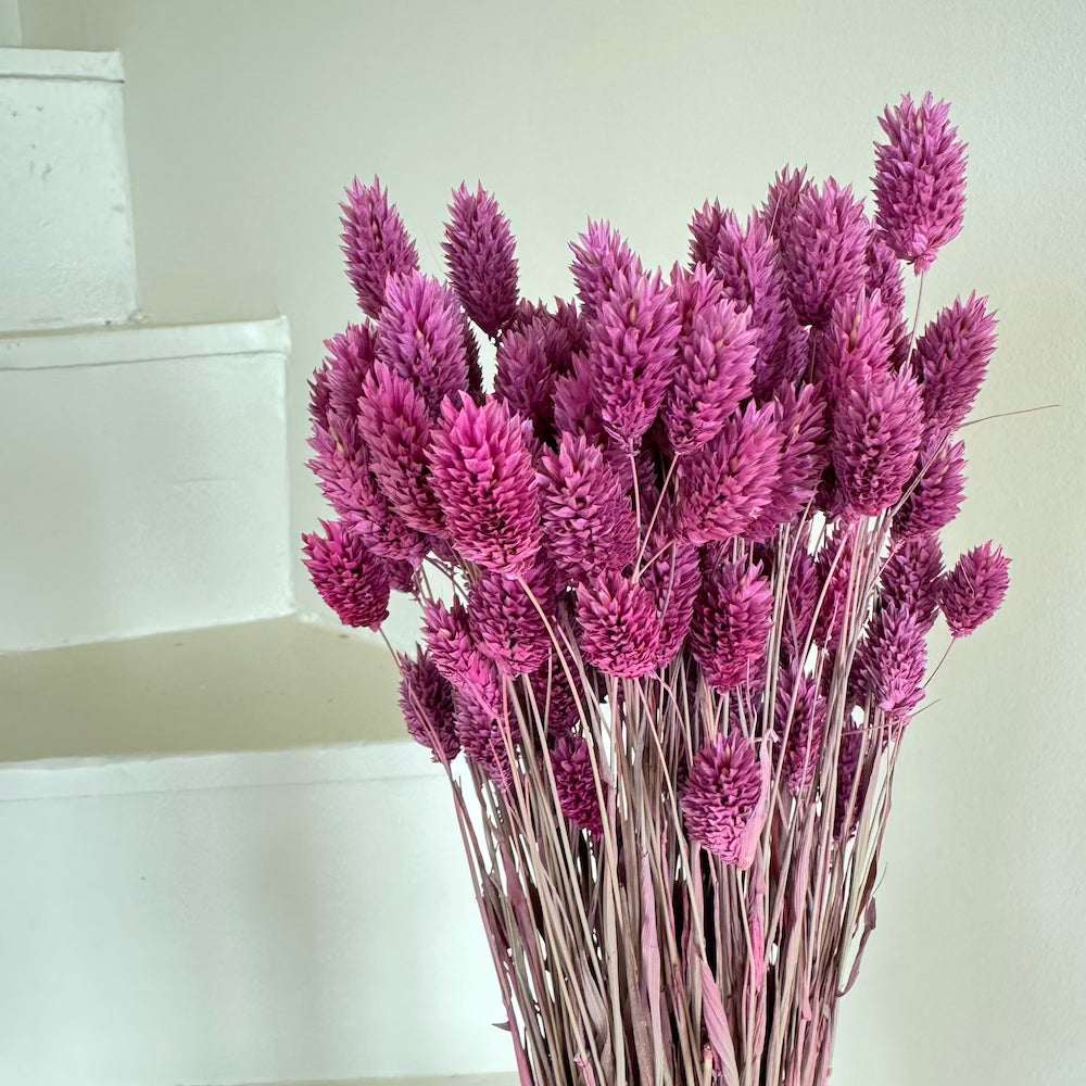 Botte Phalaris violet