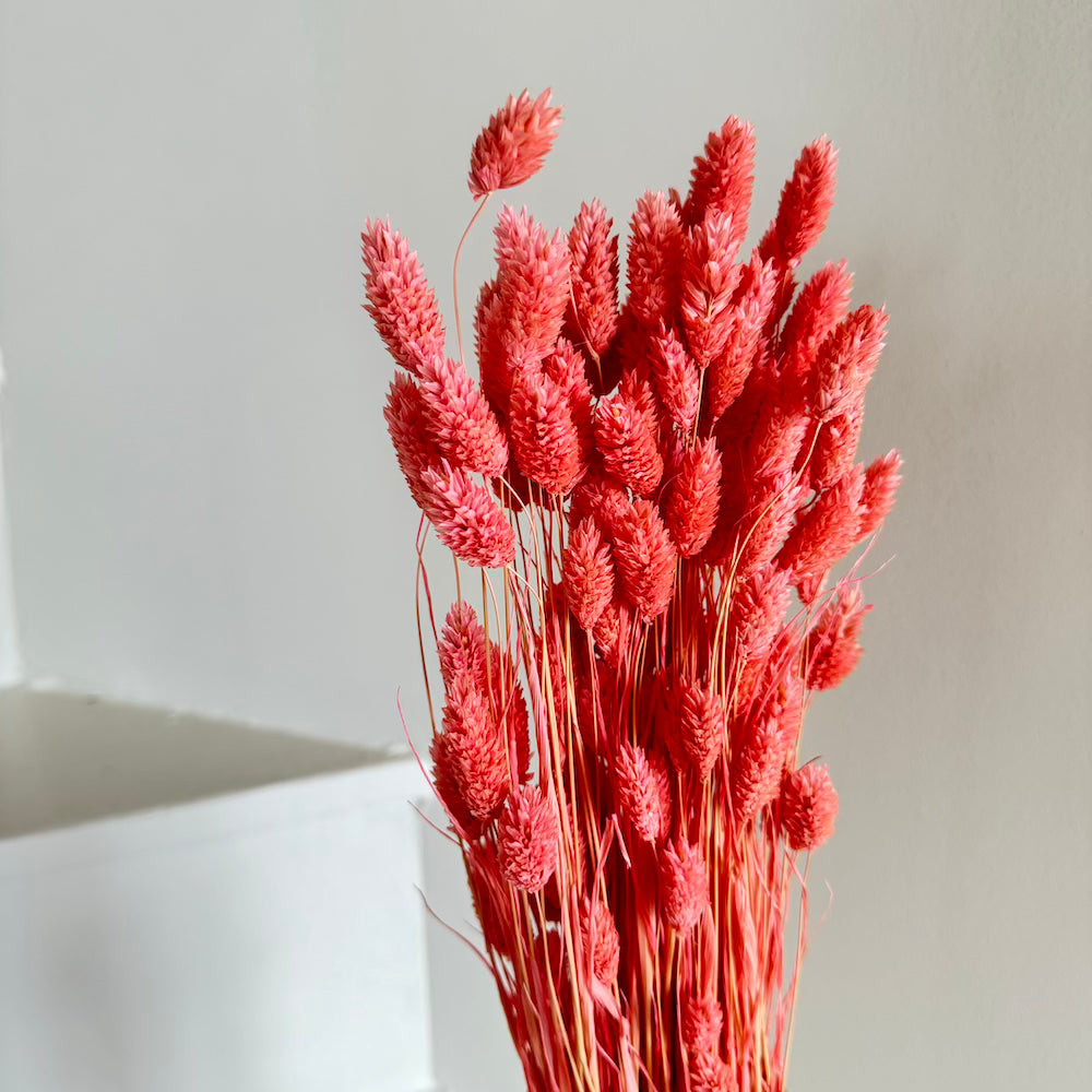 Botte Phalaris Vieux rose