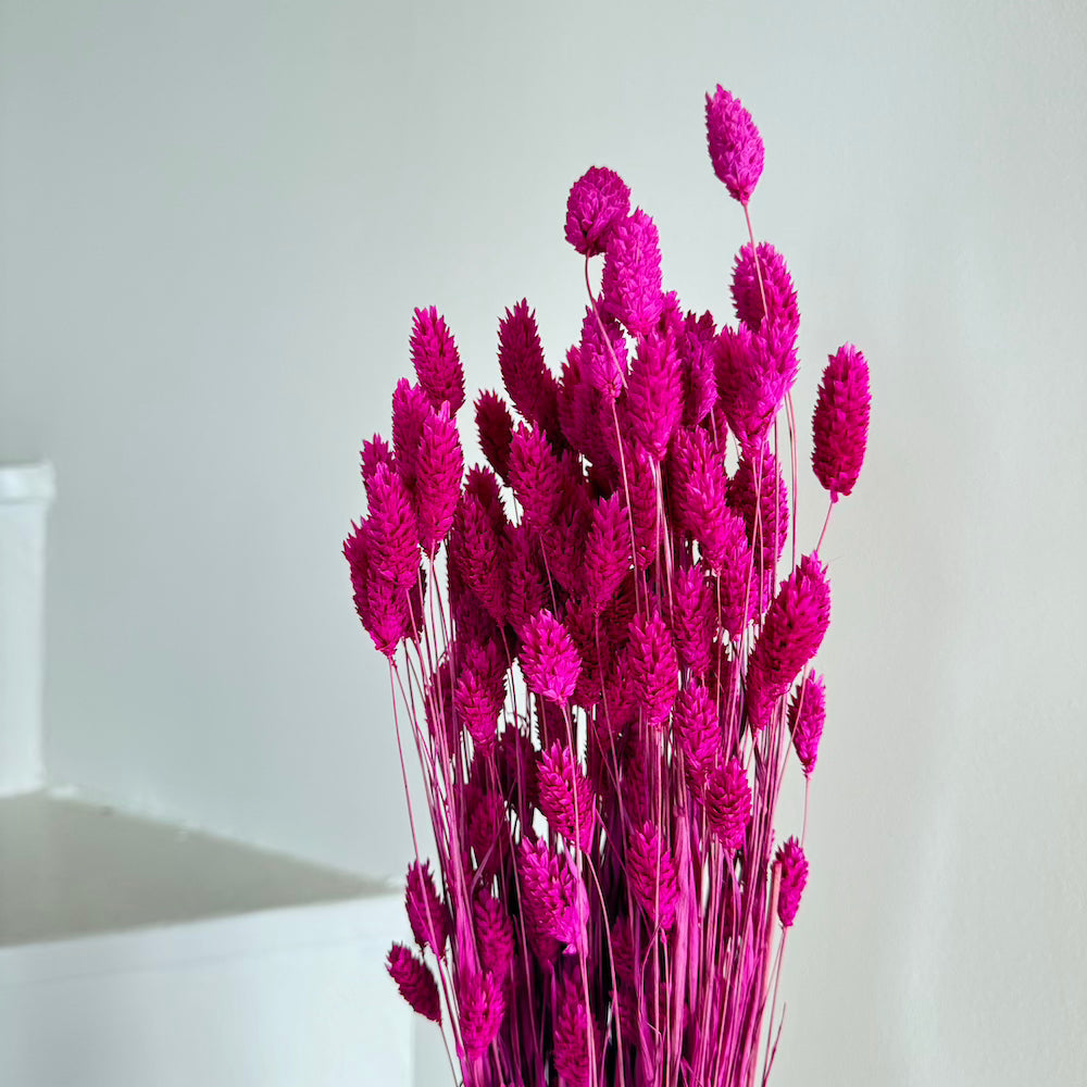 Botte Phalaris Magenta