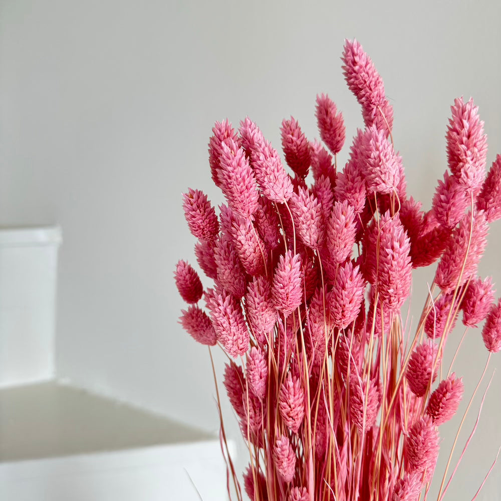 Botte Phalaris Lilas