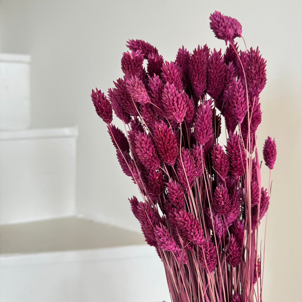 Botte phalaris bordeaux