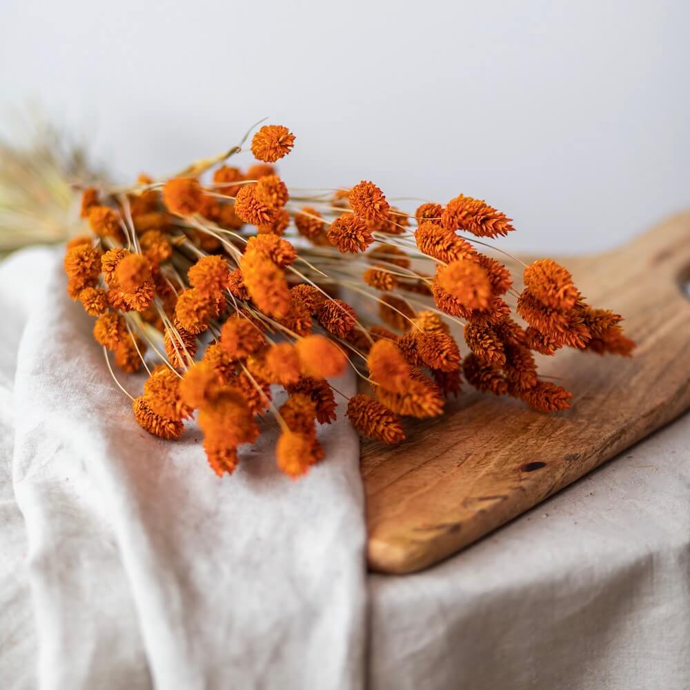 Botte Phalaris orange