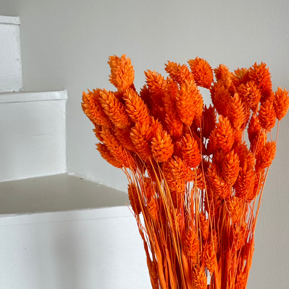 Botte Phalaris Orange foncé