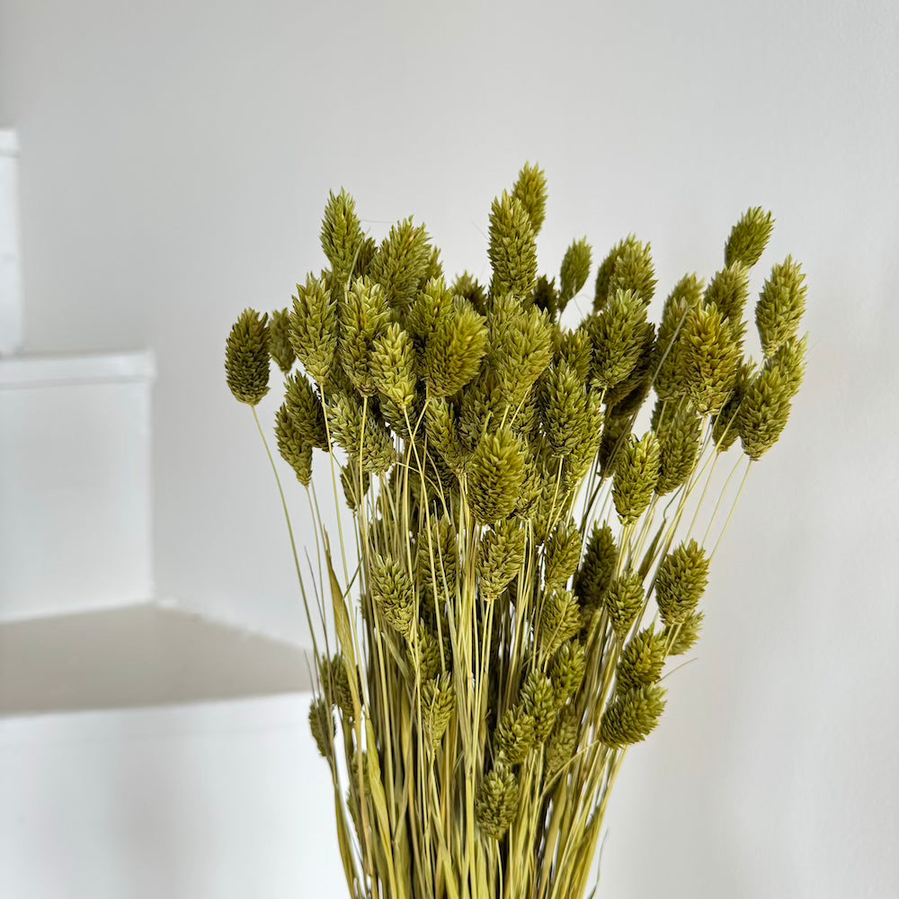 Botte Phalaris Vert olive