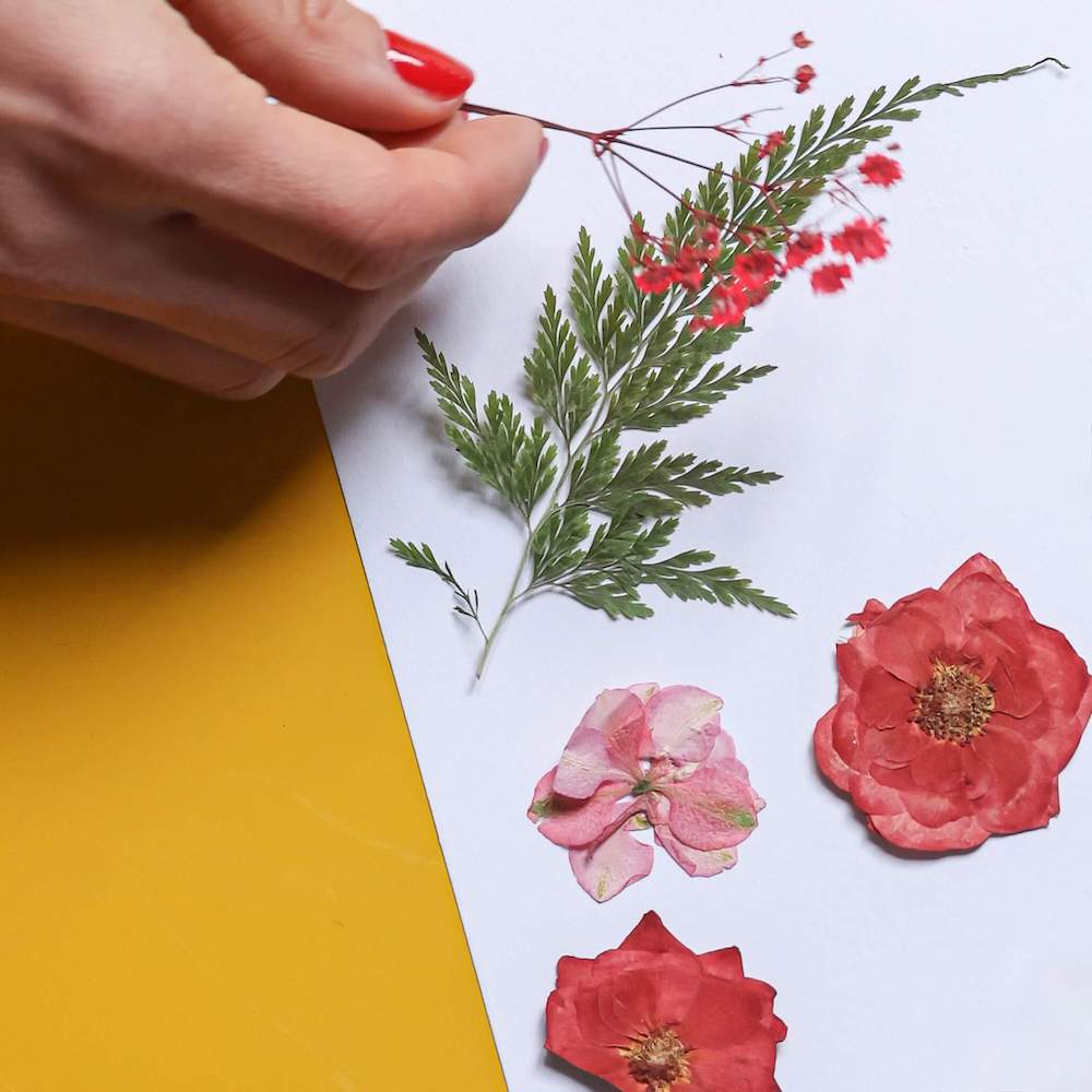 fleurs-pressee-rouge