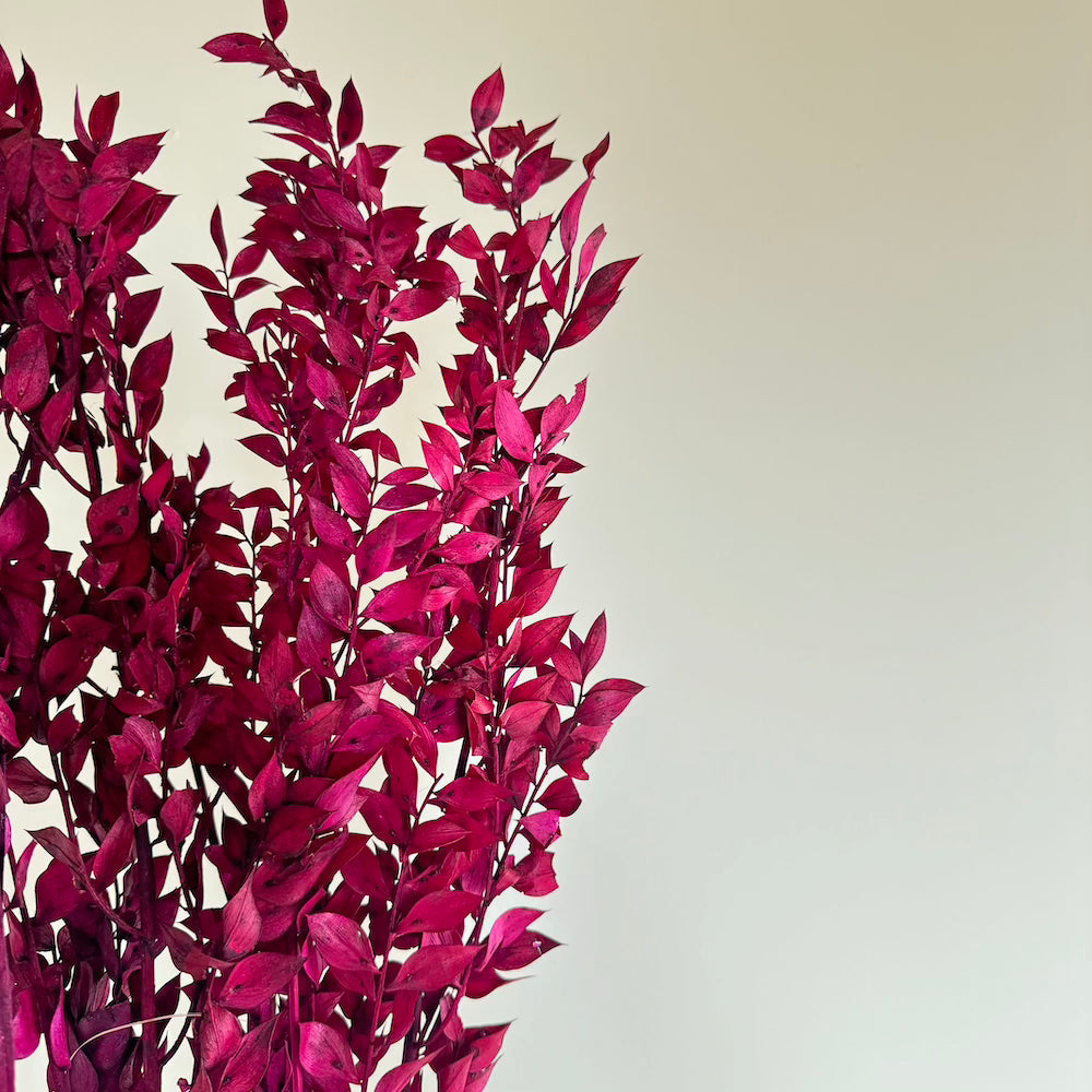Botte Ruscus Magenta