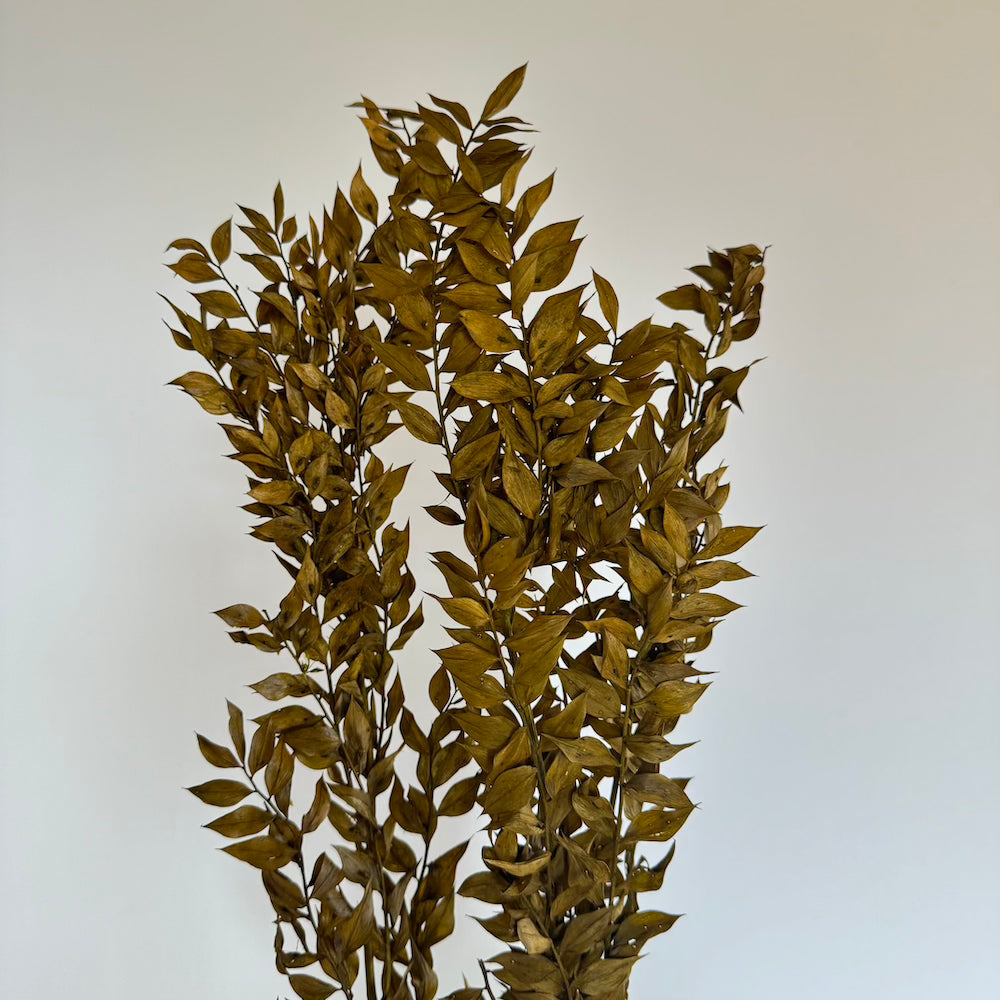 ruscus-vert
