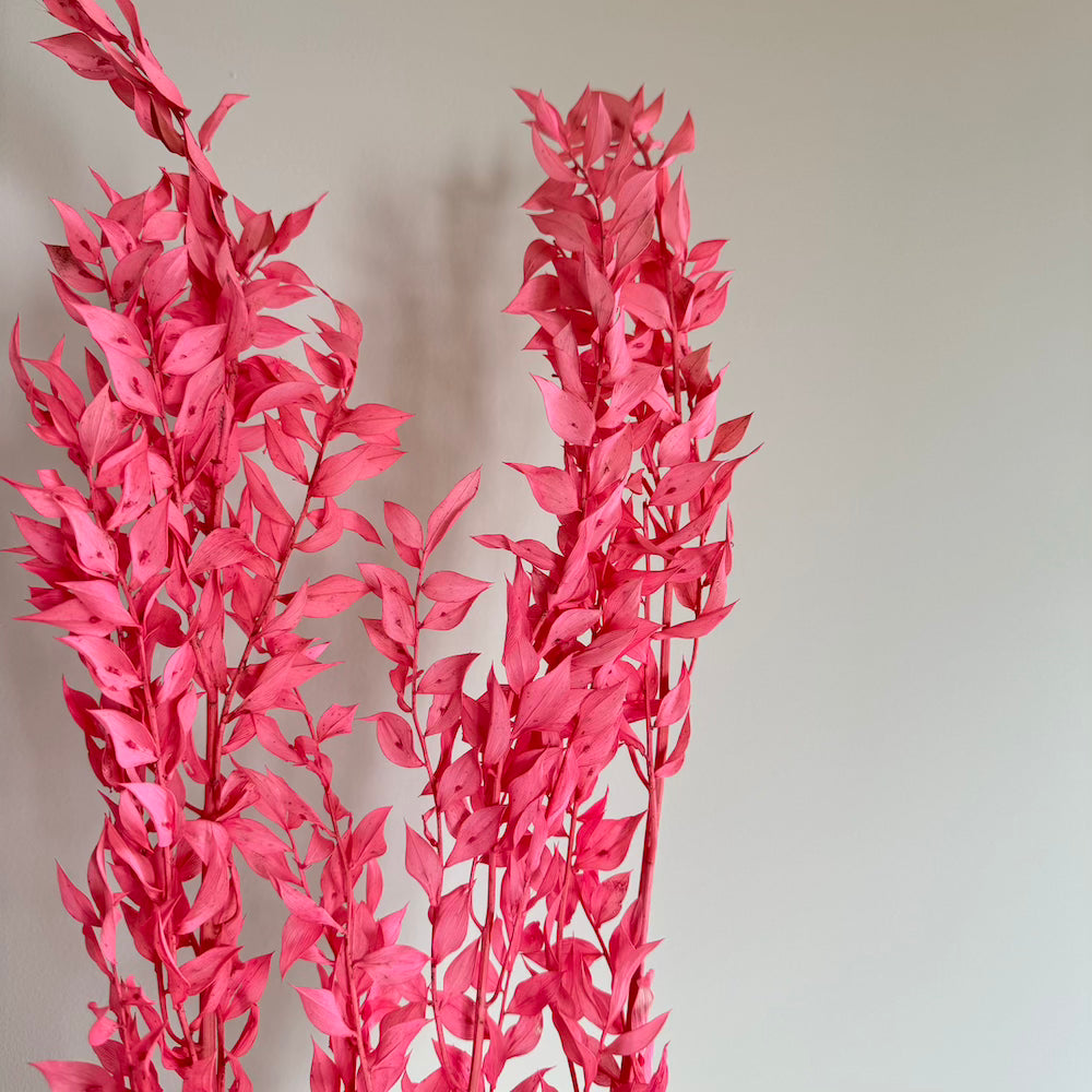 Botte Ruscus Vieux rose