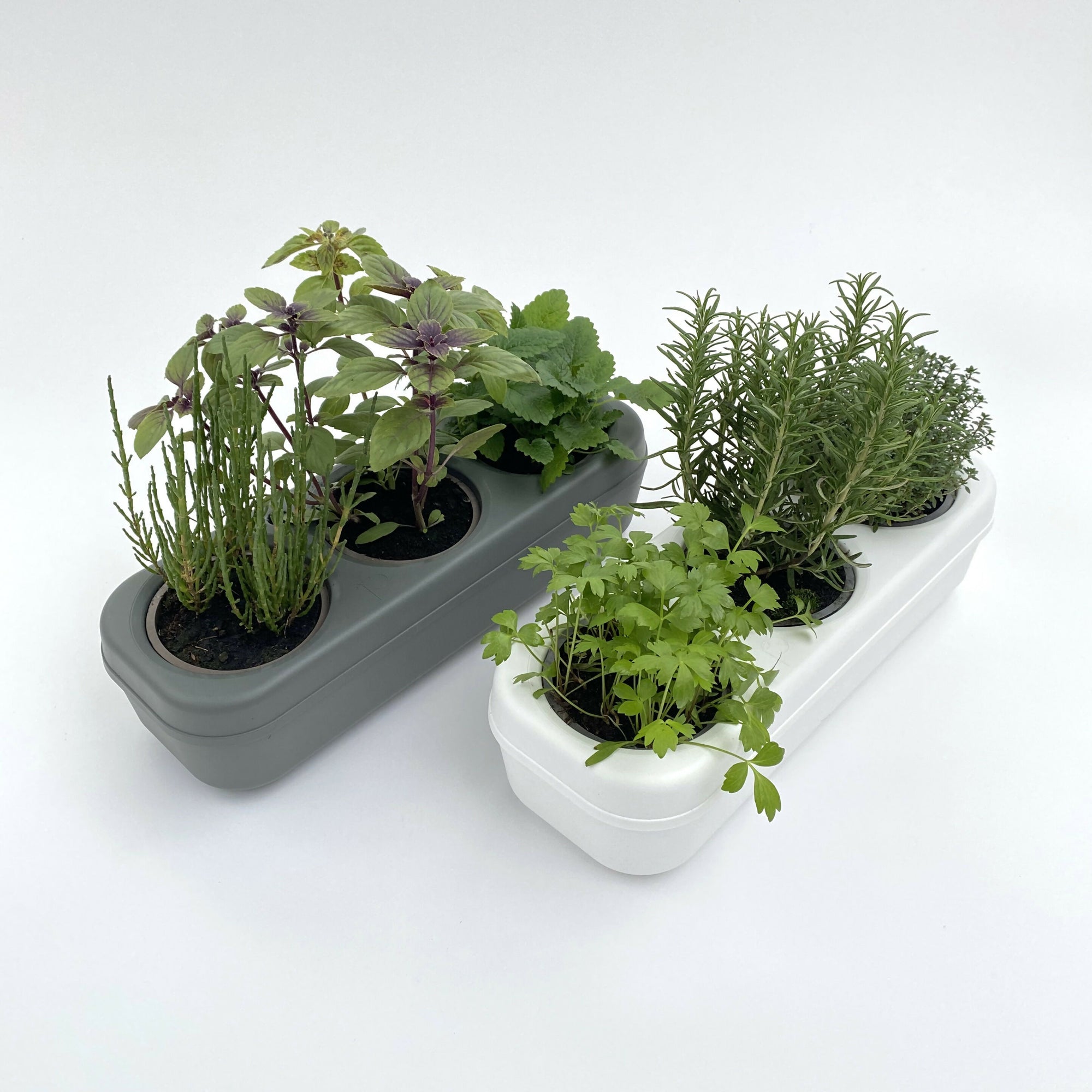 Pbox Potager Urbain Gris avec Mélange Laitues, Blettes Multicolores, Mini Carottes