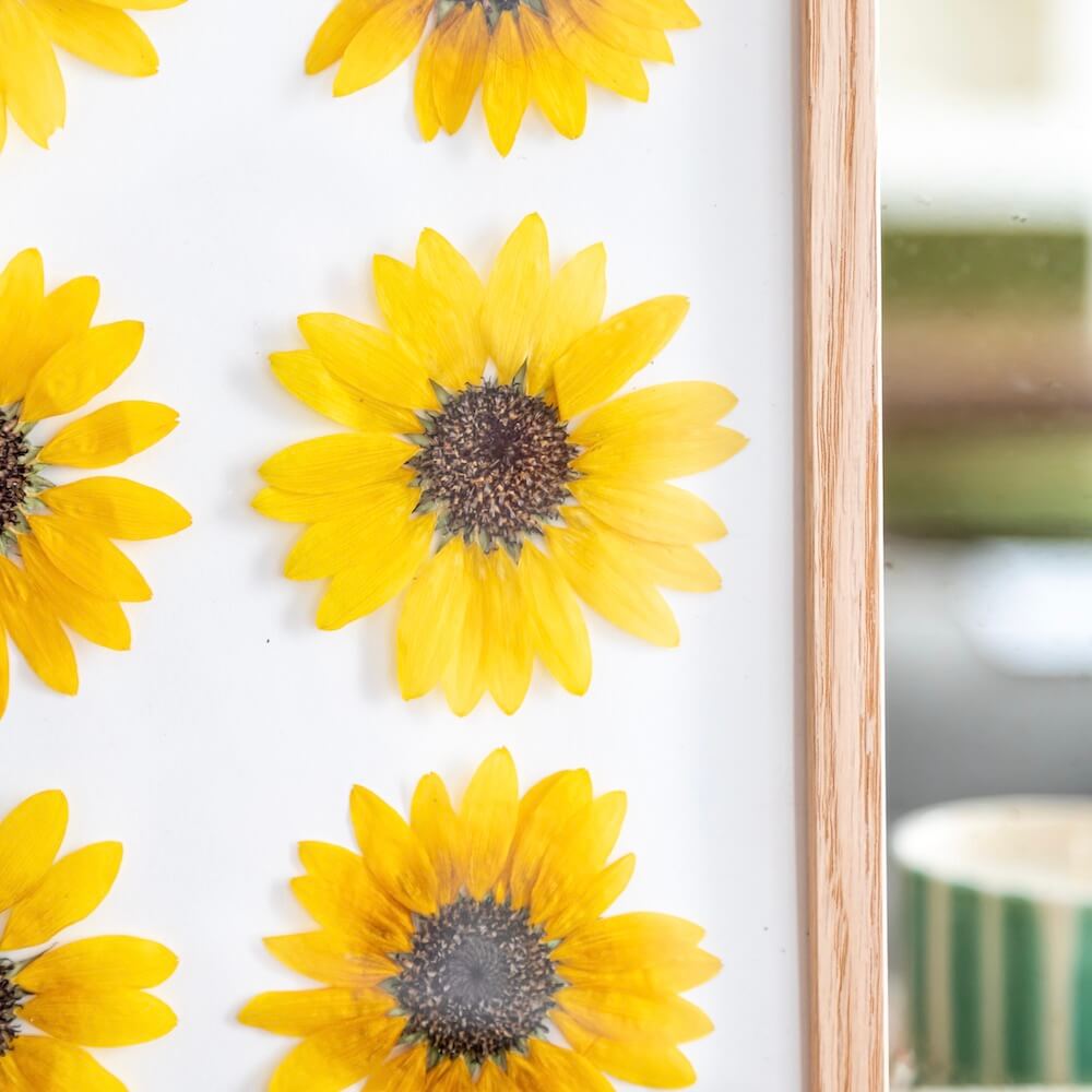 herbier-fleurs-de-tournesol